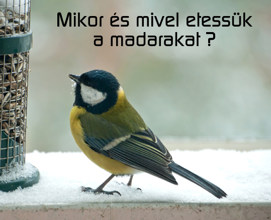 Mikor etessük a madarakat és mivel ?